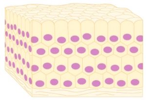 skin tissue expansion with phalogenics